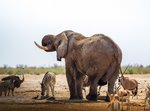African elephant drinks water at a waterhole 
