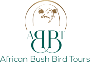 African Bushbird cc